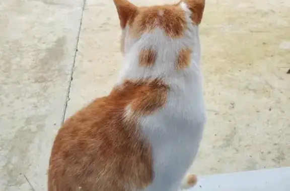 Chat trouvé Saint-Georges-du-Bois, photo: Jeune chat roux et blanc trouvé à St Georges