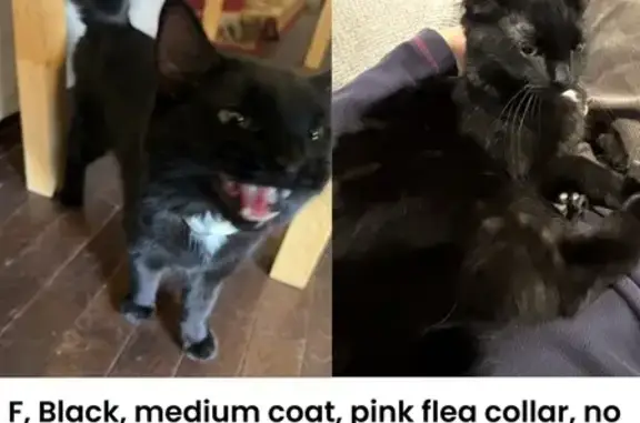 Found: Black Cat with Pink Col...