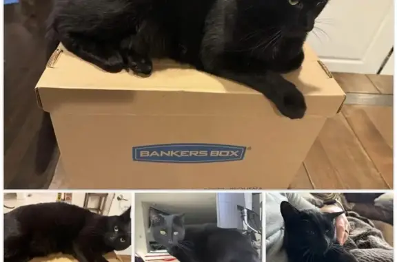 Lost: Sweet Black Cat in Maineville