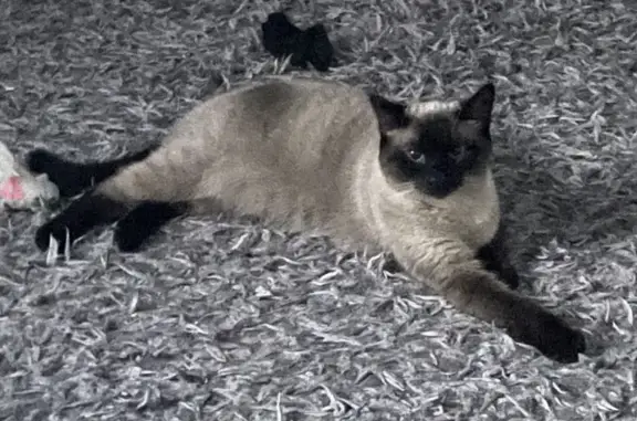 Missing Siamese Cat: Emma, 2, Blue Eyes