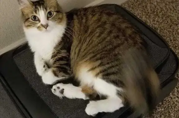 Lost: Brown & White Long-Haired Cat