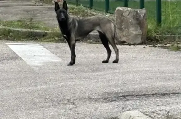Chien trouvé à Saint-Étienne-du-Rouvray - photo