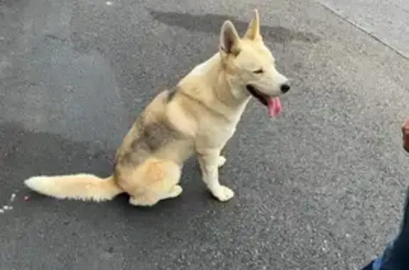 Found: Sweet Husky Mix with Blue Eyes