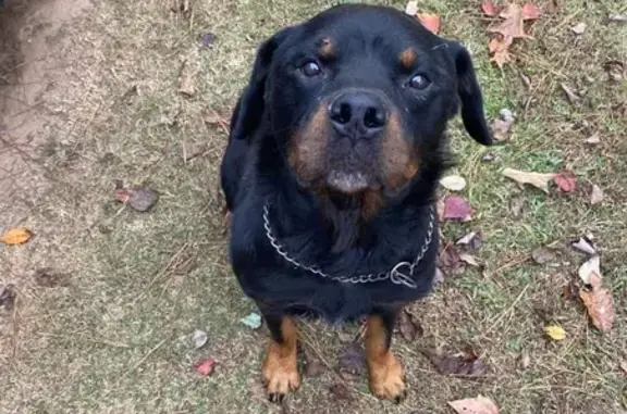 Friendly Rottweiler Found on Coleman St