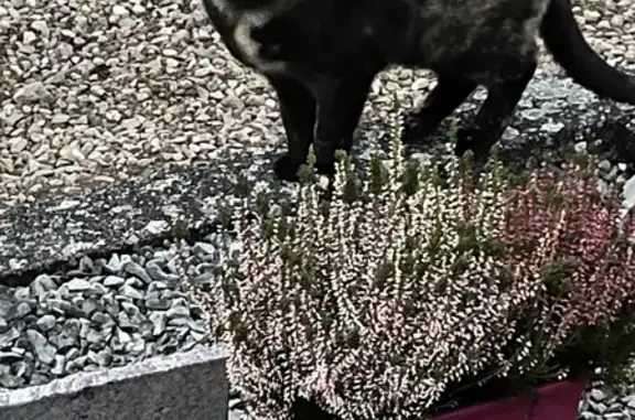 Animaux trouvés Châtenois, photo: Chatte jeune trouvée au cimetière