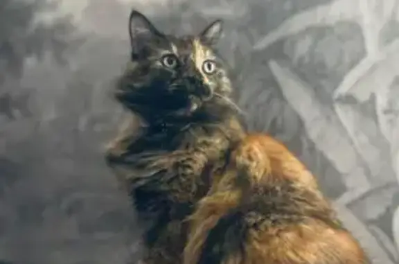 Missing Tortoiseshell Cat in Melbourne