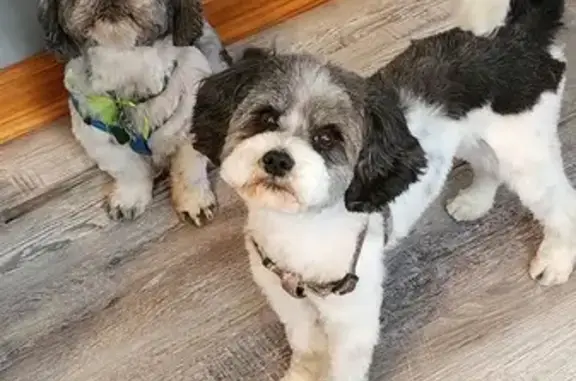 Lost Shih Tzu-Poodle Mix in Chicago 11/9