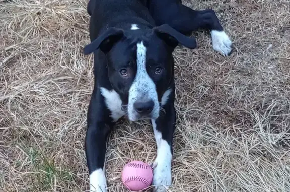 Missing Beloved Black Pit with White Markings