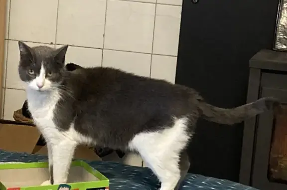 Chat perdu, Urrugne, photo: Chatte disparue à Urrugne depuis le 02/11
