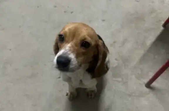 Chien trouvé , photo: Chiot beagle trouvé à Guilliers
