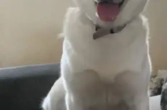 Chien perdu Grâces, photo : Husky blanche perdue à Grâces