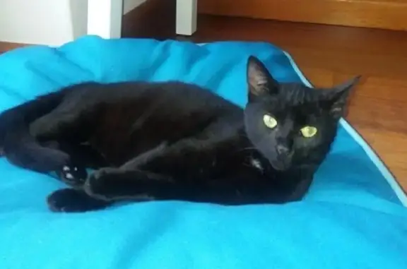 Chat perdu, , photo: Chatte noire perdue aux Arbods, Peyrus
