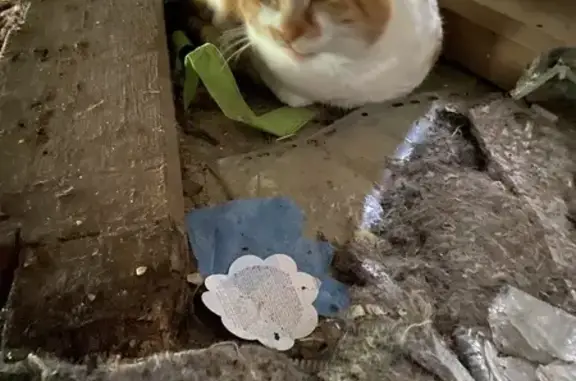 Chat trouvé à Morvillers, sociable maintenant - photo