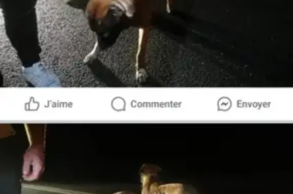 Deux bergers allemands retrouvés à Fossemagne - photo