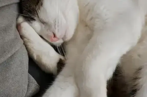 Animaux perdus , photo: Chat disparu à Saint-Luperce depuis le 7/11
