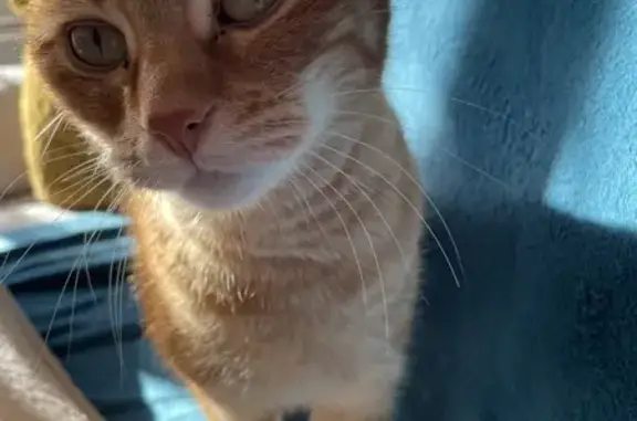 Animaux perdus , photo: Chat roux mâle perdu, très gentil et peureux