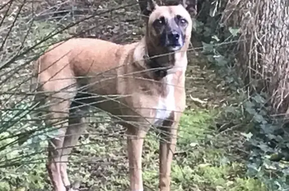 Chien trouvé Saint-Georges-de-Didonne, photo: Chien peureux, introuvable à St-Georges