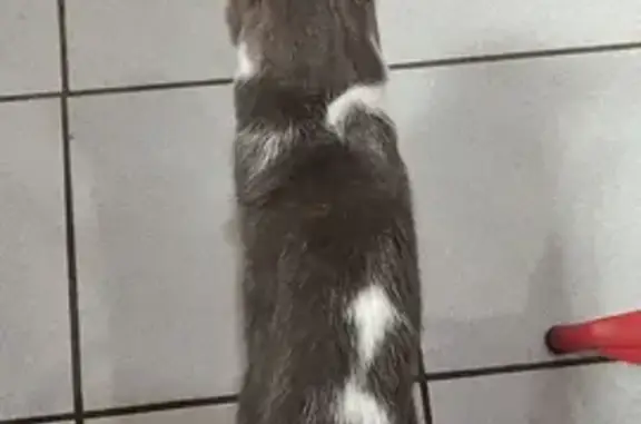 Chat gris et blanc trouvé à L'Étang-Vergy - photo