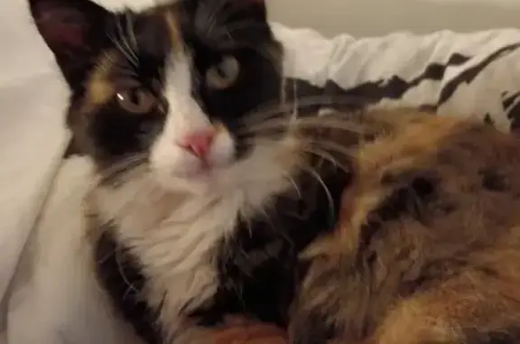 Animaux trouvés Dieppe, photo: Chatte écaille trouvée, 6-7 mois, Dieppe
