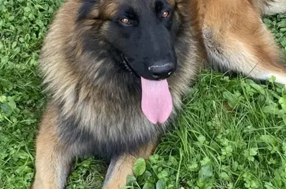 Chien perdu Ambérieux-en-Dombes, photo : Chien perdu à Ambérieux-en-Dombes