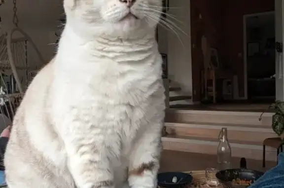 Chatte crème 7 ans disparue à Noyau Bauné - photo