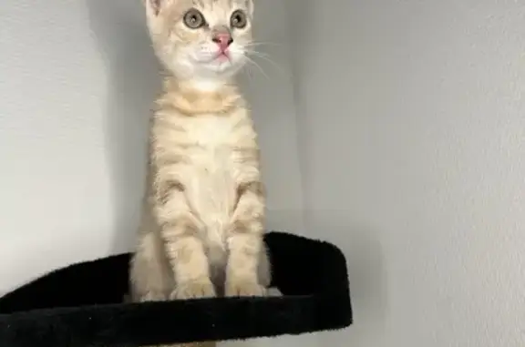 Animaux perdus Dammarie-les-Lys, photo: Chatte 4 mois disparue, queue cassée
