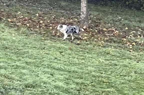 Chien errant aperçu à Besançon - photo