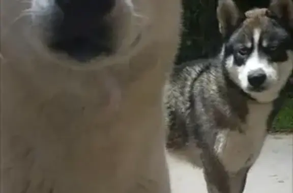 Chien trouvé Montmeyran, photo: Chiens trouvés chemin de la Condamine
