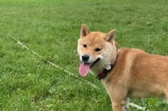 Animaux perdus Ivry-sur-Seine, photo: Shiba 1 an disparu près du cani-parc Ivry