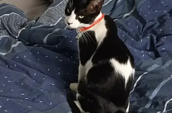 Chat perdu, , photo: Chat perdu Yuzu, bicolore, collier rouge