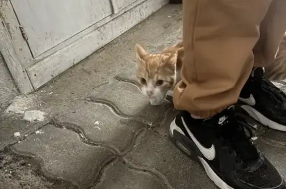 Animaux trouvés Mirecourt, photo: Chat roux et blanc trouvé Rue Chanzy, Mirecourt