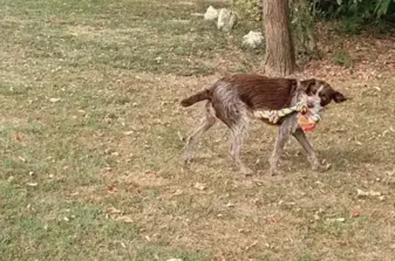 Chienne croisée sauvée à Aurimont - photo