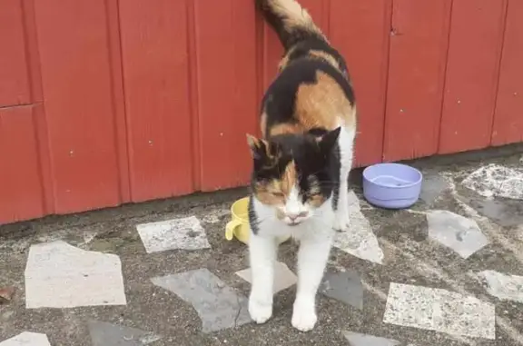 Chat trouvé , photo: Chat câlin trouvé sans collier à Bouère