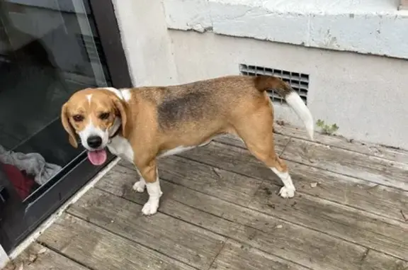 Beagle tatoué trouvé à Orléans - photo
