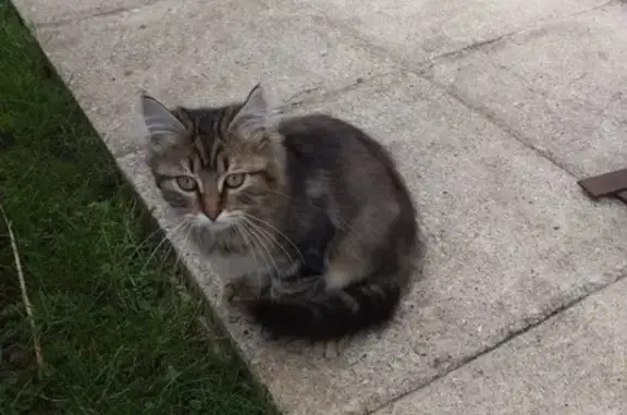 Animaux trouvés Sully-sur-Loire, photo: Chat tigré femelle trouvé à Sully-sur-Loire