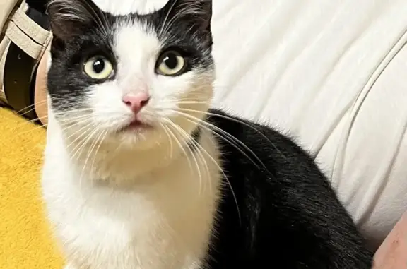 Chaton trouvé sans collier à Cancale - photo