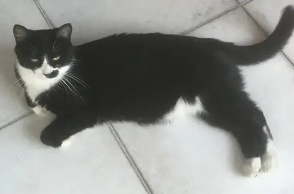 Animaux perdus Saint-Martin-d'Hères, photo: Chatte Toph disparue à St-Martin-d'Hères
