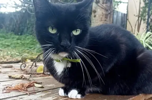 Chat noir trouvé, menton et pattes blancs - photo