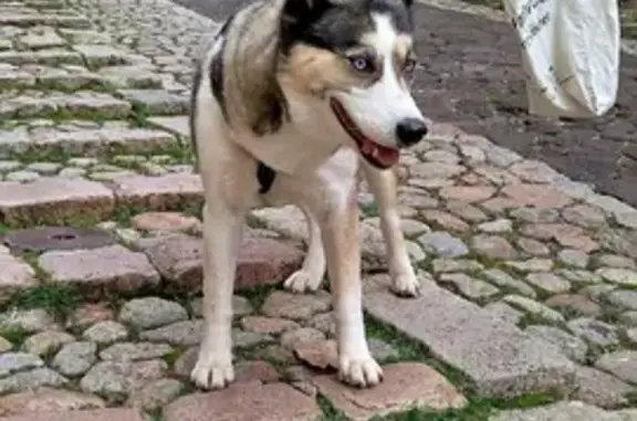 Animaux trouvés Le Puy-en-Velay, photo: Husky trouvé au Puy avec harnais noir