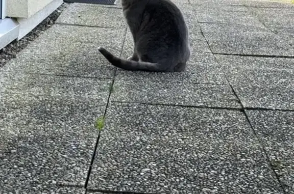 Chat trouvé rue Jean Marc Laurent - photo