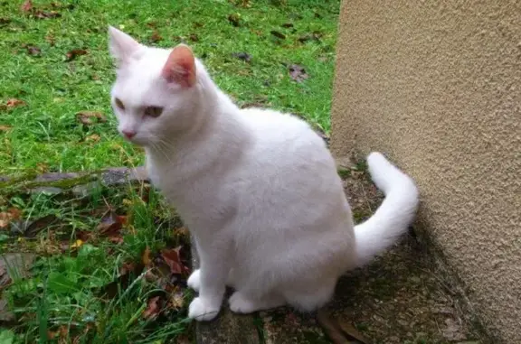 Chat perdu, Saint-Maur-des-Fossés, photo: Chat Européen blanc perdu à Saint-Maur