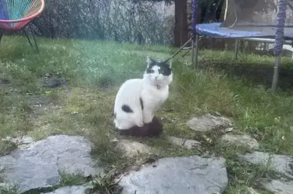 Chat mâle blanc/noir trouvé à Saint-Étienne - photo
