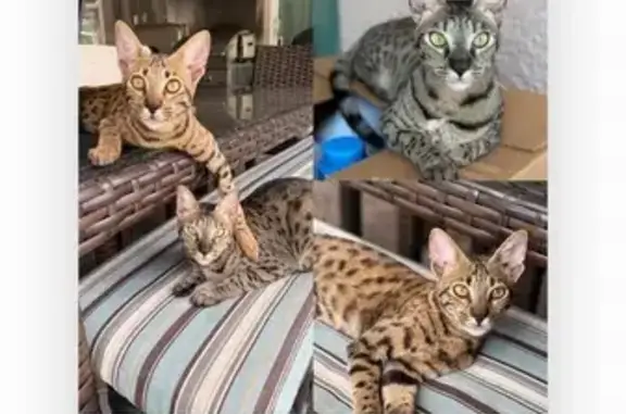 Lost Savannah Cats in St. Pete Area