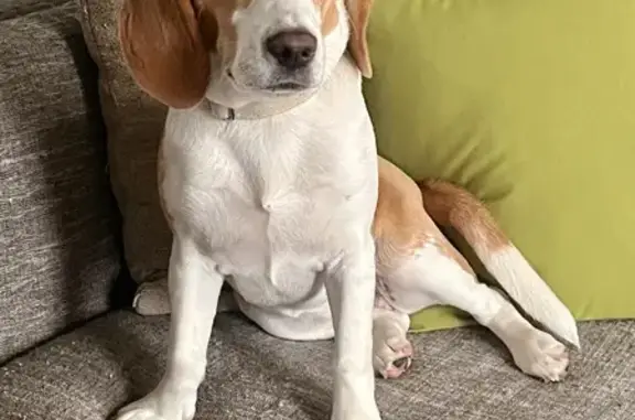 Lost Beagle Near Dons: Help Needed!