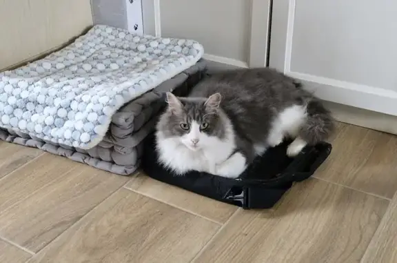 Chat trouvé Pujols, photo: Chatte grise et blanche trouvée à Pujols