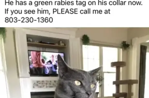 Lost 22lb Grey Cat: Tega Cay, Help!