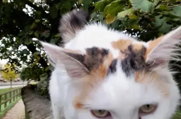 Chat blanc et tricolore trouvé à Saint-Luperce - photo
