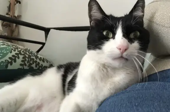 Animaux trouvés Maromme, photo: Chat noir et blanc trouvé à Maromme