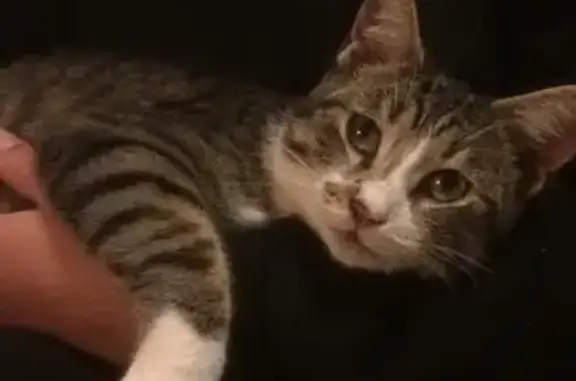 Animaux trouvés , photo: Chatte câline trouvée à Estivaux (19)
