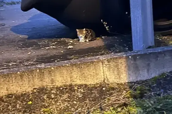 Chatons maigres trouvés près de Prolians Bègles - photo